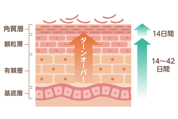 肌のターンオーバーを促す「α―リノレン酸」